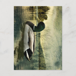 Vintage Mallard Duck Weathered Postcard Postkarte