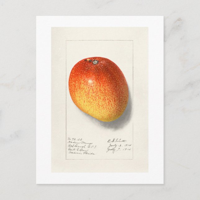 VINTAGE "MANGO" AMANDA ALMIRA NEWTON 1908 POSTKARTE (Vorderseite)