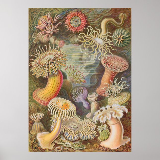 Vintage Marine Life Illustration Poster (Vorne)
