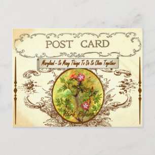 Vintage Maryland Staat Blume Postkarte