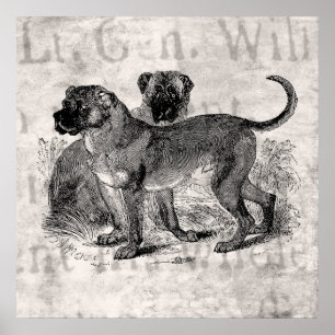 Vintage-Mastiff-Hund 1800er Mastiffs Hunde Vorlage Poster