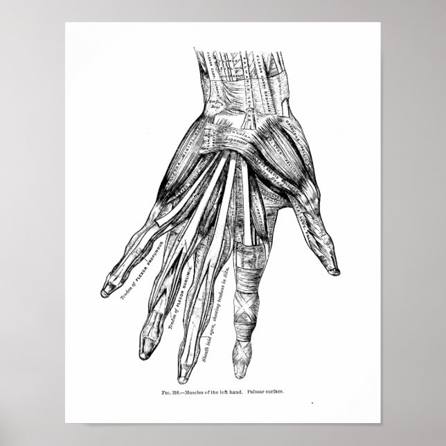 Vintage Medical Drawing Muscles of the Hand Poster (Vorne)