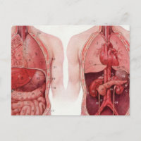 Vintage medizinische Illustration, Anatomie