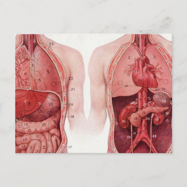 Vintage medizinische Illustration, Anatomie Postkarte (Vorderseite)