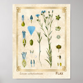 Vintage medizinische Pflanze Flachs Linsaat Botani Poster