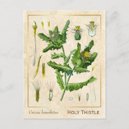 Vintage medizinische Pflanze Gesegnet Thistle Bota Postkarte