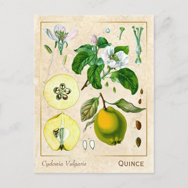 Vintage medizinische Pflanze Quince Fruit Botanica Postkarte (Vorderseite)