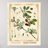 Vintage medizinische Pflanze Roter Kirsch Botanisc