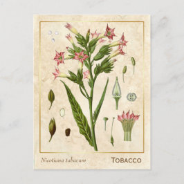 Vintage medizinische Pflanze Tabakpflanze Botanisc Postkarte