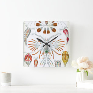 Vintage-Meeres-Tiere, Copepoda von Ernst Haeckel Quadratische Wanduhr