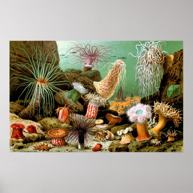 Vintage Meeresanemone Unterwasserwelt Poster (Vorne)