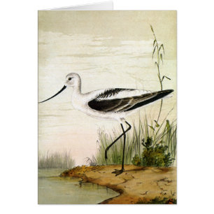 Vintage Meeresleben Strandvögel, Säbelschnäbler Vö