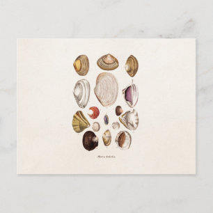 Vintage Meeresmuscheln Personalisierte Retro-Kammm Postkarte