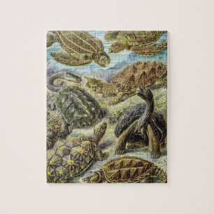 Vintage Meeresschildkröten und Tortoises von Ernst