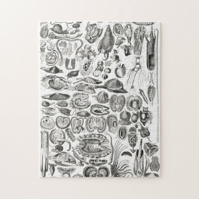 Vintage Meeresschnecke (Vertikal)