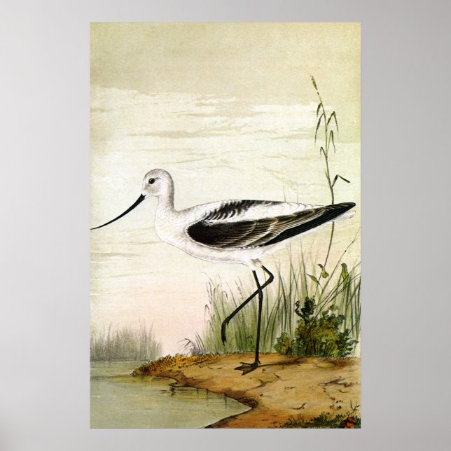 Vintage Meerestiere, Vögel, Poster (Vorne)