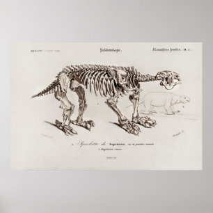 Vintage Megatherium-Illustration Poster