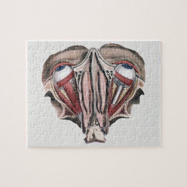 Vintage menschliche Anatomie, Augen (Horizontal)