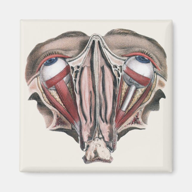 Vintage menschliche Anatomie, Augen Magnet (Vorne)