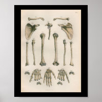 Vintage menschliche Anatomie Druckarmknochen