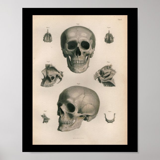 Vintage menschliche Anatomie Druckknochen Poster (Vorne)