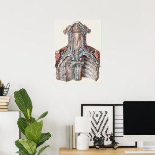 Vintage Menschliche Anatomie Kehle, Hals, Brust, R Poster