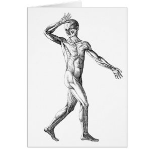 Vintage-Menschliche Anatomie, männliche Körpermusk