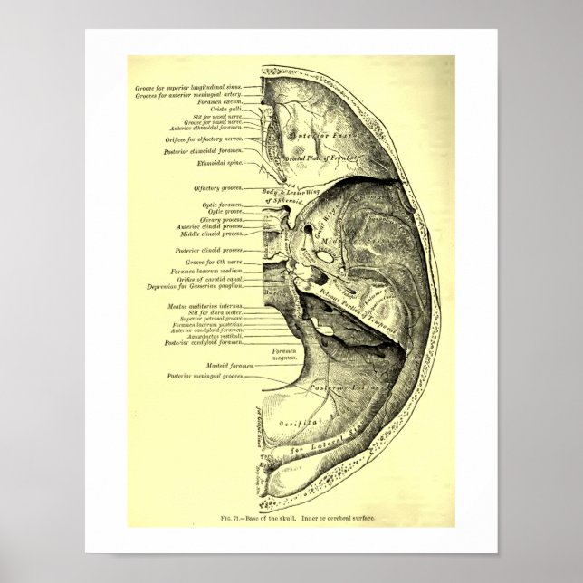 Vintage menschliche Anatomie Poster (Vorne)
