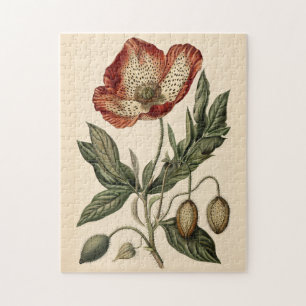 Vintage Mohn Botanische Illustration