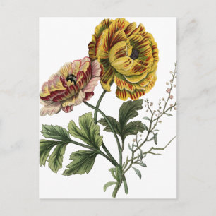 Vintage Mohnblumen-Blume Postkarte