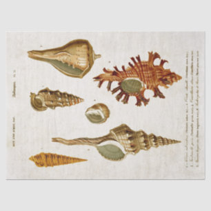 Vintage Mollusken-Muscheln Seidenpapier