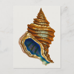 Vintage Molluskenschale von George Shaw Postkarte