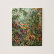 Vintage Moss-Pflanze von Ernst Haeckel, Muscinae