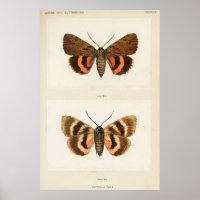 Vintage Moth Illustration