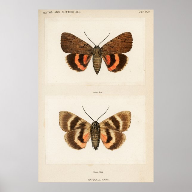 Vintage Moth Illustration Poster (Vorne)