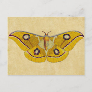 Vintage Moth Postkarte