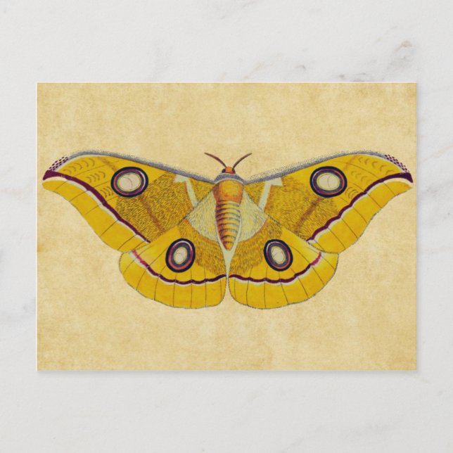 Vintage Moth Postkarte (Vorderseite)