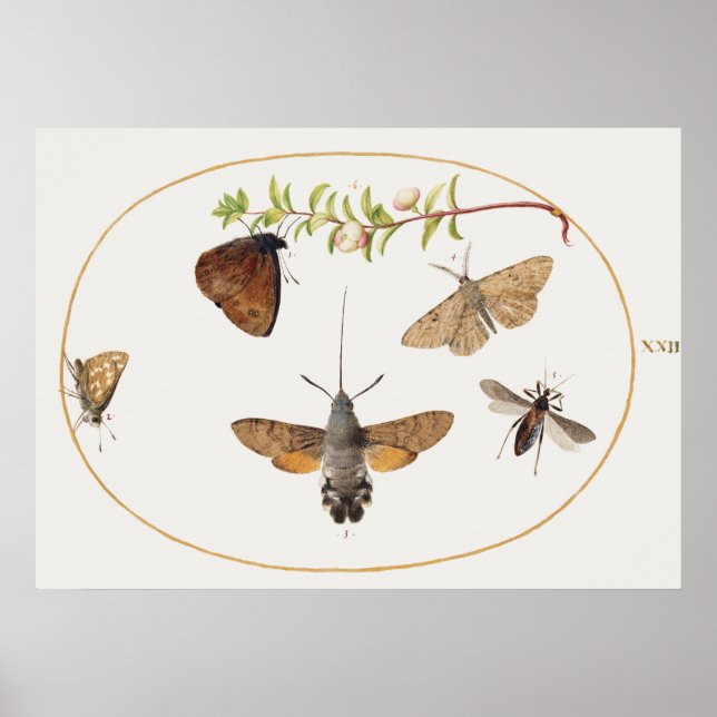 Vintage-Motiv Poster mit Mottenillustration (Vorne)