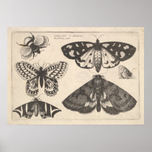 Vintage-Motten-Schmetterling-Biene-Insekt-Kunstpri Poster