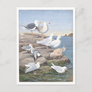 Vintage Möwe Postkarte