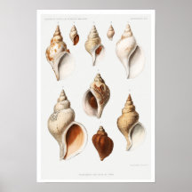 VINTAGE MULLOSCS (AUS DER NORDSEE) POSTER