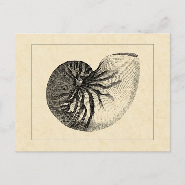 Vintage Muschel Schwarz/Weiß Postkarte (Vorderseite)