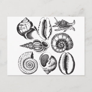 Vintage Muscheln in Schwarzweiß Postkarte