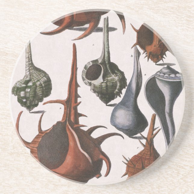 Vintage Muscheln, Meereslebewesen Muscheln Getränkeuntersetzer (Vorne)