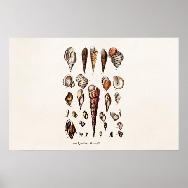 Vintage Muscheln Personalisiert Retro-Auger-Musche Poster (Vorne)