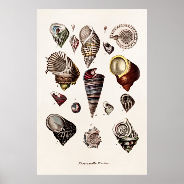 Vintage Muscheln Personalisiert Retro-Auger-Musche Poster (Vorne)