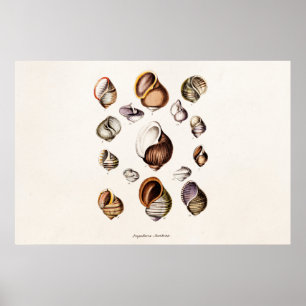 Vintage Muscheln Personalisiert Retro Snail Musche Poster