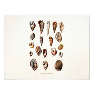 Vintage Muscheln-personalisierte Retro Fotodruck