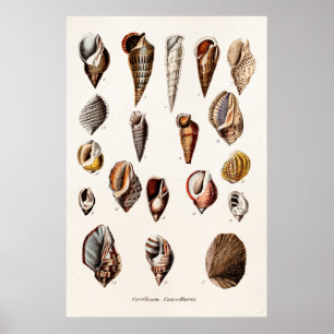 Vintage Muscheln-personalisierte Retro Poster