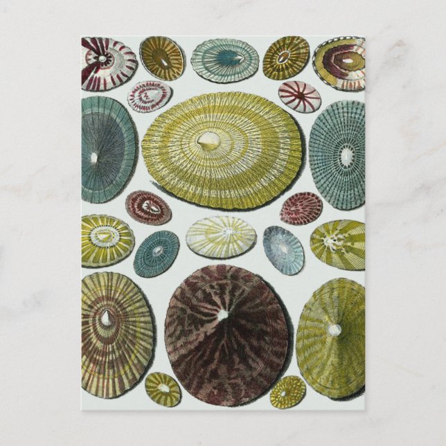 Vintage Muscheln Postkarte (Vorderseite)